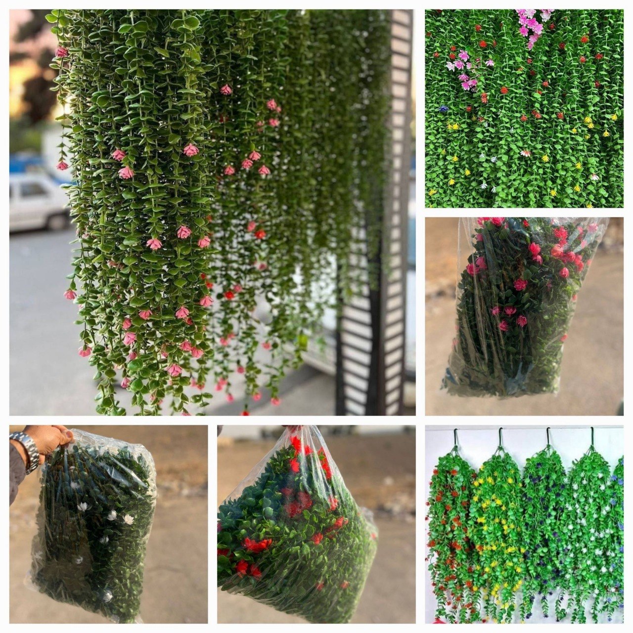 شمشاد شکوفه دار رنگی